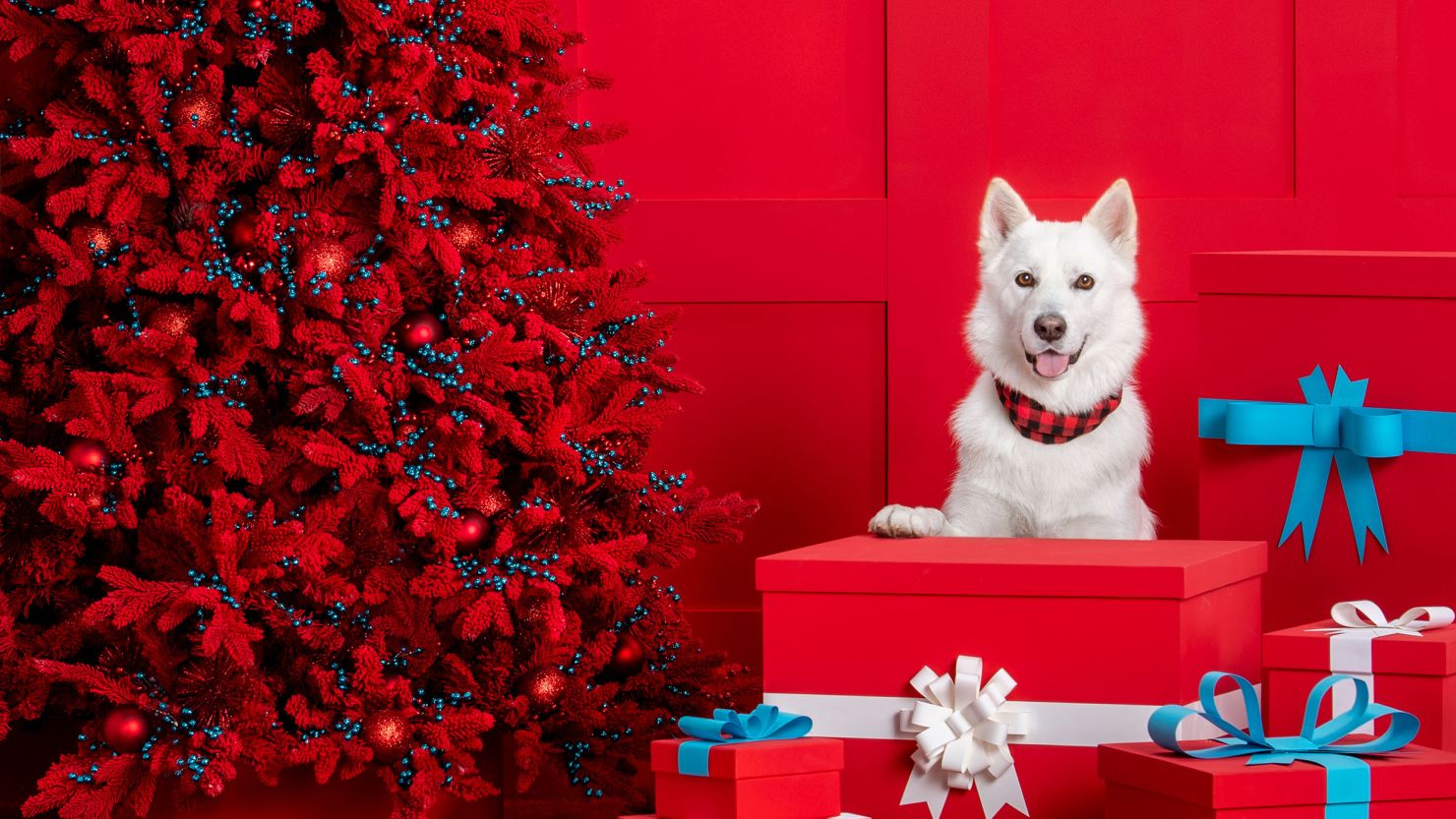 Holiday Gift Guide for Pet Lovers: Thoughtful Gifts for Dogs and Cats