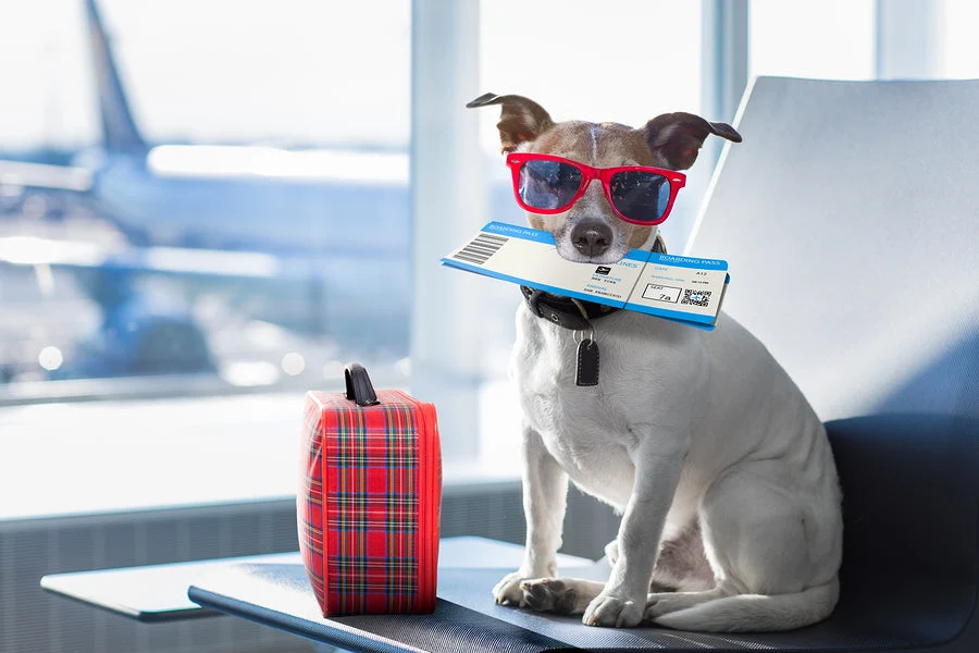 Best Pet Travel Essentials for Long Vacations: What to Pack for Your Dog or Cat